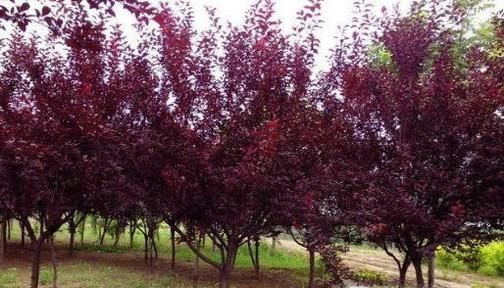 园林景观植物配置------北方常见树种