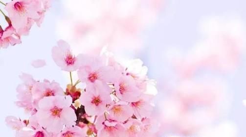 园林景观植物配置------北方常见树种