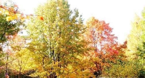 园林景观植物配置------北方常见树种