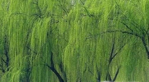 园林景观植物配置------北方常见树种