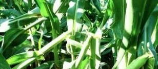 玉米秸秆做青贮饲料的操作方法