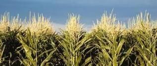 玉米秸秆做青贮饲料的操作方法