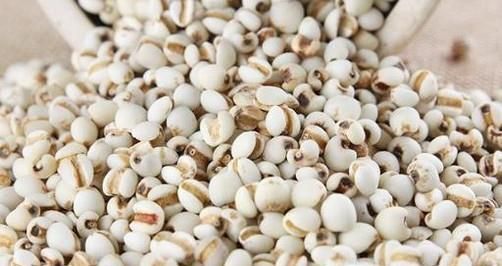 怎么判断薏米新不新鲜 薏米怎么挑选