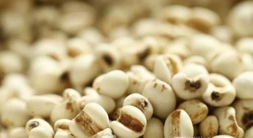 怎么判断薏米新不新鲜 薏米怎么挑选