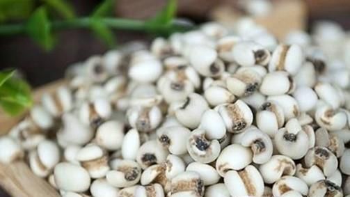 怎么判断薏米新不新鲜 薏米怎么挑选