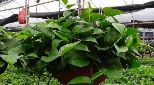 绿航绿萝怎么养？老花匠告诉你妙招