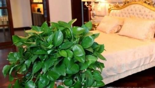 绿航绿萝怎么养？老花匠告诉你妙招