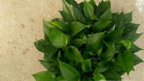 绿航绿萝怎么养？老花匠告诉你妙招