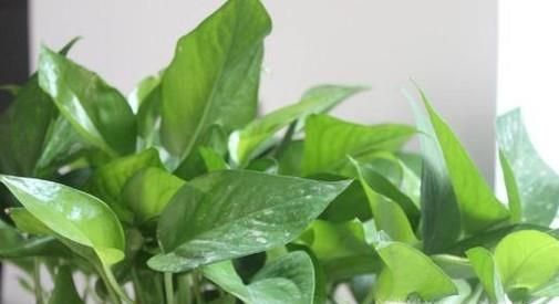 绿航绿萝怎么养？老花匠告诉你妙招