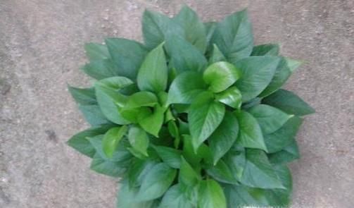 绿航绿萝怎么养？老花匠告诉你妙招