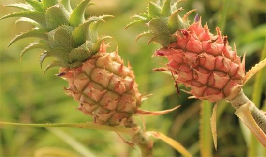 菠萝要隔夜怎么保存