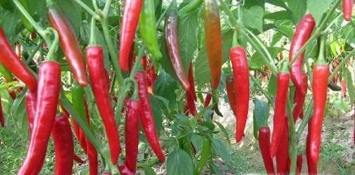 夏季高温，清凉饮食有哪些注意事项呢？