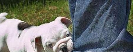 被动物咬了是不是一定要打针 狂犬病打针多少钱