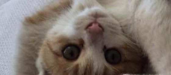 被动物咬了是不是一定要打针 狂犬病打针多少钱