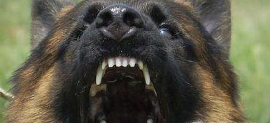 被动物咬了是不是一定要打针 狂犬病打针多少钱