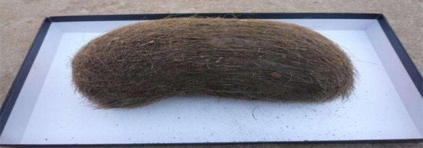 猪宝是什么东西