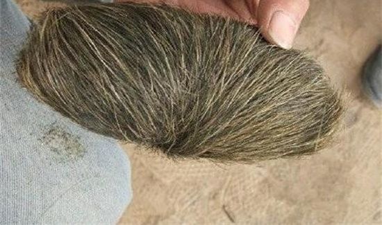 猪宝是什么东西