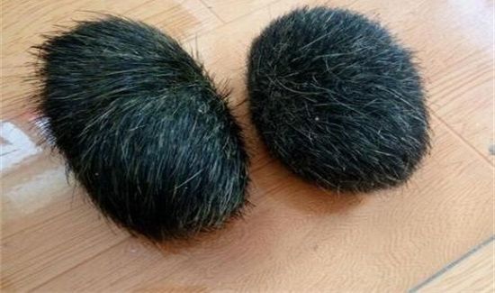 猪宝是什么东西