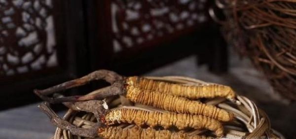 如何鉴别冬虫夏草的真假