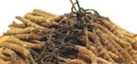 如何鉴别冬虫夏草的真假