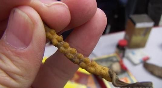 如何鉴别冬虫夏草的真假