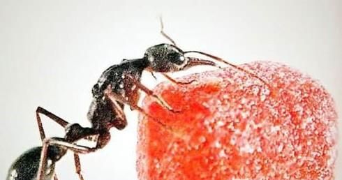 怎样能消灭蚂蚁