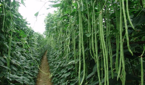 怎么判断豆角是否熟了