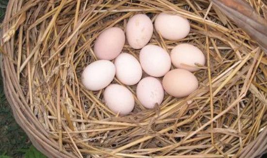 怎么判断鸡蛋坏没坏