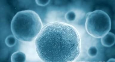 细胞的全能性的性质