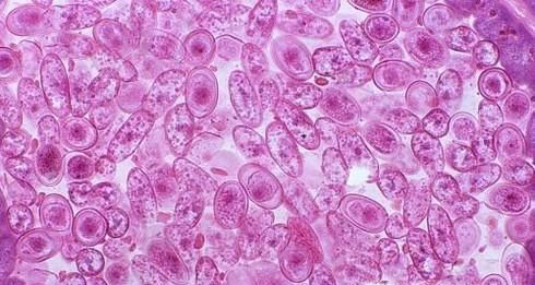 细胞的全能性的性质