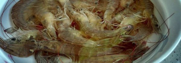 基围虾怎么保存一晚