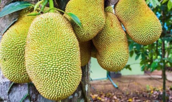 如何知道菠萝蜜是否熟了