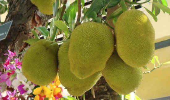 如何知道菠萝蜜是否熟了