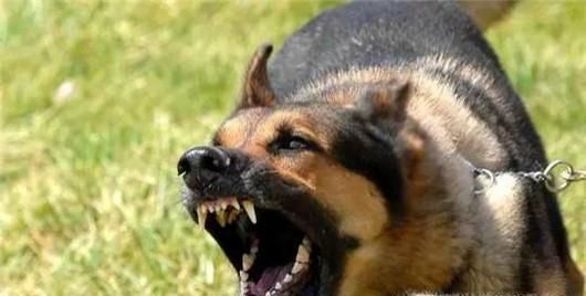 遭遇恶犬怎么办?被恶犬咬后如何解除危机?