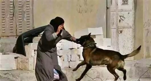 遭遇恶犬怎么办?被恶犬咬后如何解除危机?