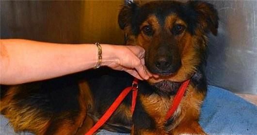 遭遇恶犬怎么办?被恶犬咬后如何解除危机?