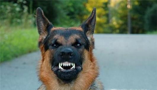 遭遇恶犬怎么办?被恶犬咬后如何解除危机?