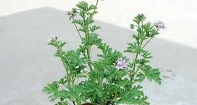 夏季防蚊的12个小妙招