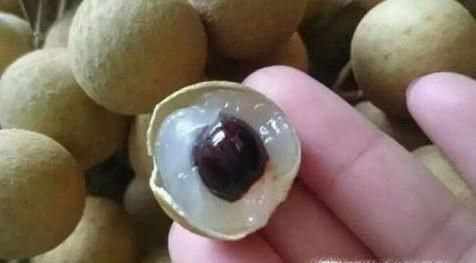 如何晒土龙眼干？