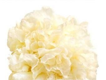 银耳的作用及营养价值