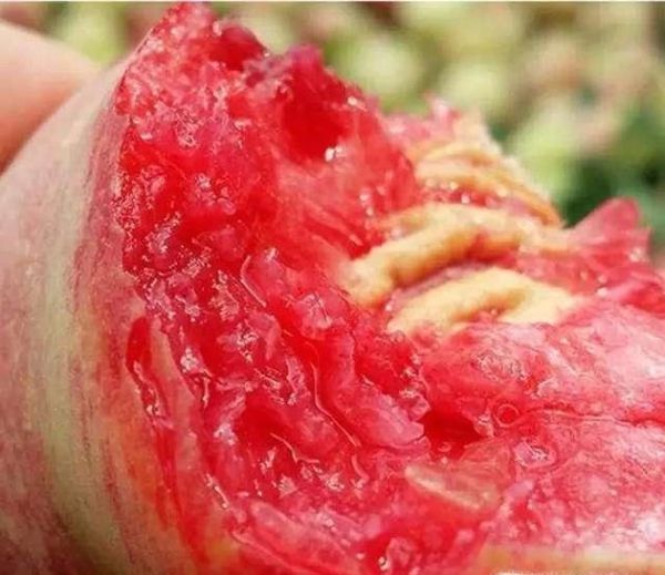 水蜜桃怎么保存