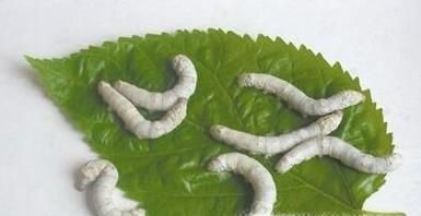 蚕怎么养最好?