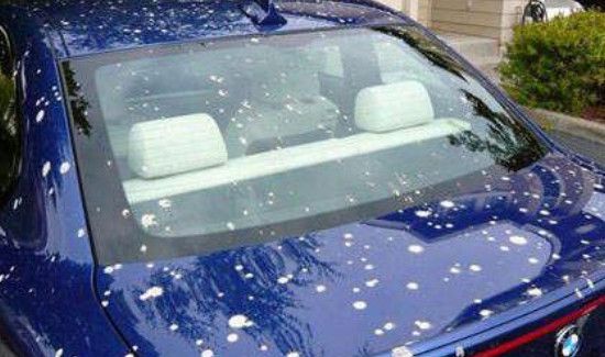 车上落了鸟粪如何清理