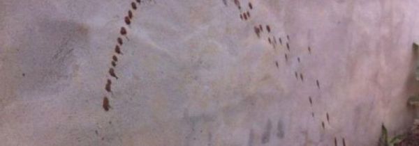 墙上的血迹怎么去除