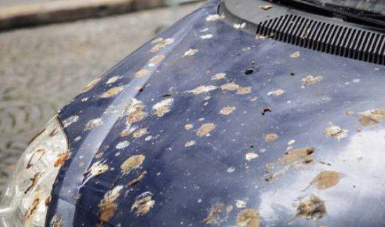 车上落了鸟粪如何清理