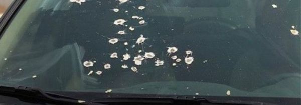 车上落了鸟粪如何清理