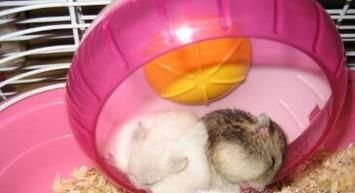 新手怎么养仓鼠 新手养仓鼠注意事项