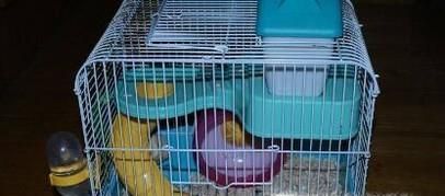 新手怎么养仓鼠 新手养仓鼠注意事项