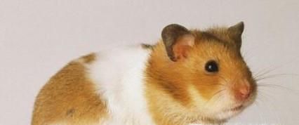 新手怎么养仓鼠 新手养仓鼠注意事项