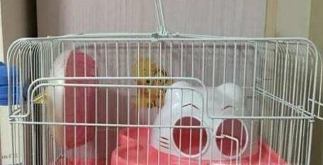 新手怎么养仓鼠 新手养仓鼠注意事项